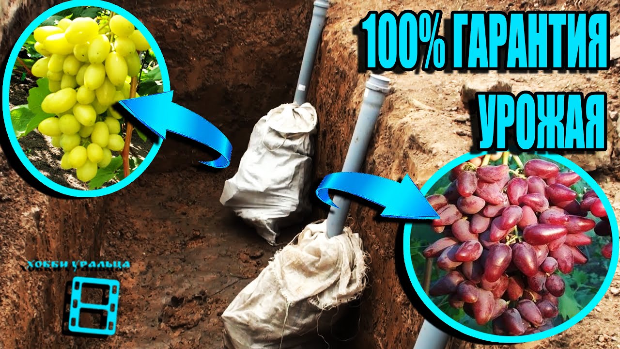 ТАКАЯ ПОСАДКА ВИНОГРАДА - ГАРАНТИЯ СУПЕР УРОЖАЯ СИСТЕМА ПОЛИВА ВИНОГРАДА СЕВЕРНЫЙ ВИНОГРАДНИК 21-5 смотреть онлайн