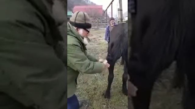 Как Аланы(Карачаево-Балкарцы) завязывают конский хвост. смотреть онлайн