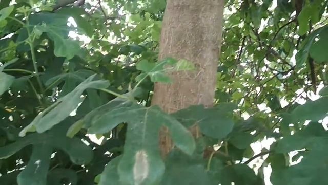 Инжир - кладезь витаминов. смотреть онлайн