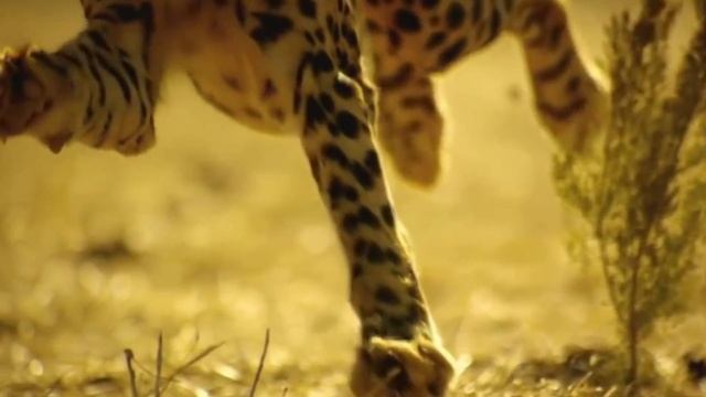 О ГЕПАРДЕ смотреть онлайн