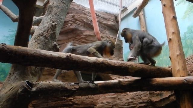 Московский зоопарк, часть 2 (новая территория). Moscow zoo смотреть онлайн