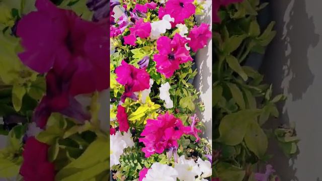 FLOWERS  ALWAYS SHARING HAPPINESS