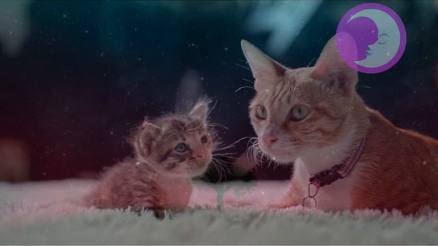 К чему снится котенок Во сне приснился котенок ? Сонник ? Толкование снов ? смотреть онлайн