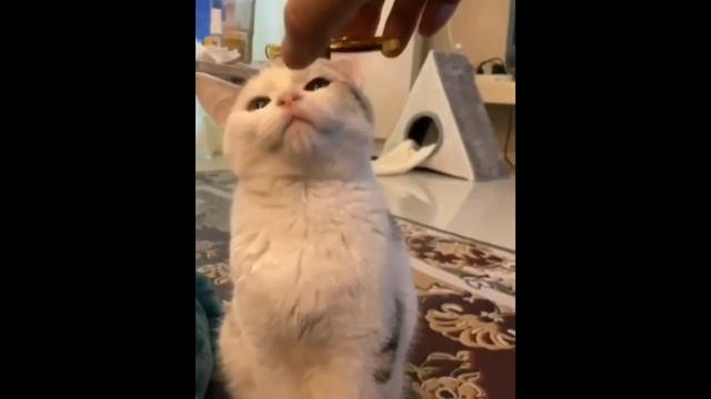 Кошка мышей ловить не устанет, а вор воровать не перестанет смотреть онлайн