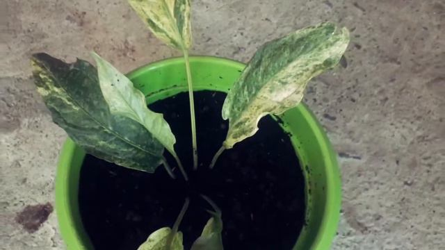 anthurium varigata смотреть онлайн