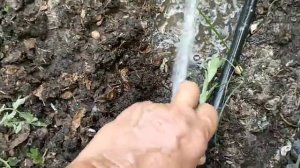 Полив из бочки без насоса.😁