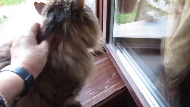 Кот Тихон хозяйничает дома, осенний пейзаж - река, пожелтевший камыш и утки. смотреть онлайн