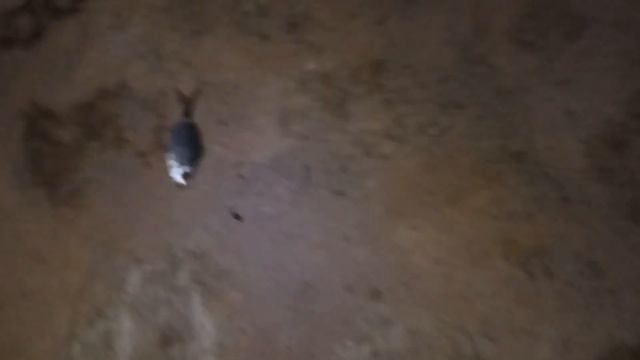 Ночная рыбалка в Черногории с берега на удочку и фидер смотреть онлайн