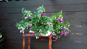 Фуксия Pinto De Blue. Обзор сорта