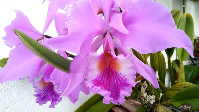 (47) Cattleya Labiata Rubra смотреть онлайн