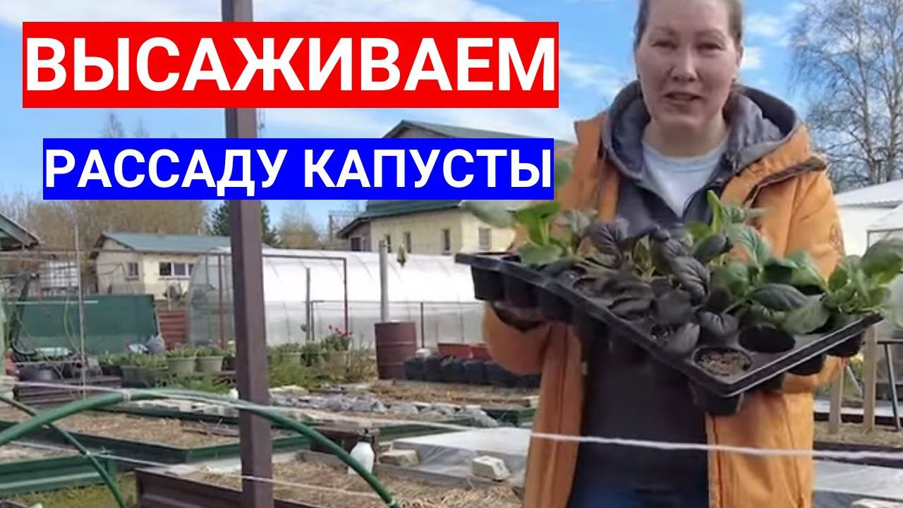 ВЫСАДКА ПЕКИНСКОЙ КАПУСТЫ В ОТКРЫТЫЙ ГРУНТ - ЧЕМ ЗАПРАВИТЬ КАПУСТНУЮ ГРЯДКУ ДЛЯ СОЧНЫХ ЛИСТЬЕВ смотреть онлайн