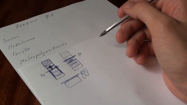 бакфаст ф1 мои наблюдения