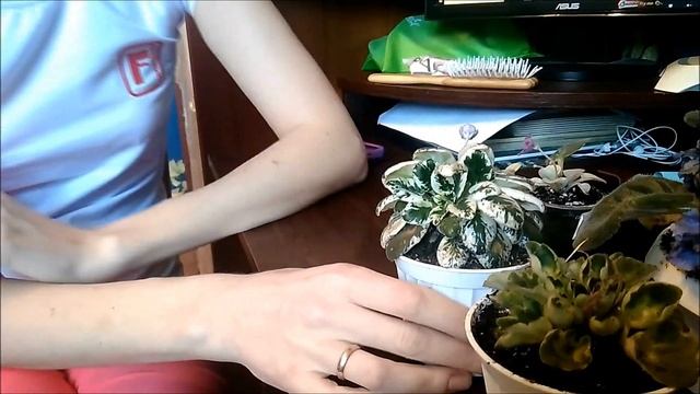 МОЯ УНИКАЛЬНАЯ КОЛЛЕКЦИЯ ФИАЛОК смотреть онлайн