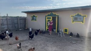 УТРО НА МОЕЙ ФЕРМЕ/ МОИ КУРОЧКИ/США/