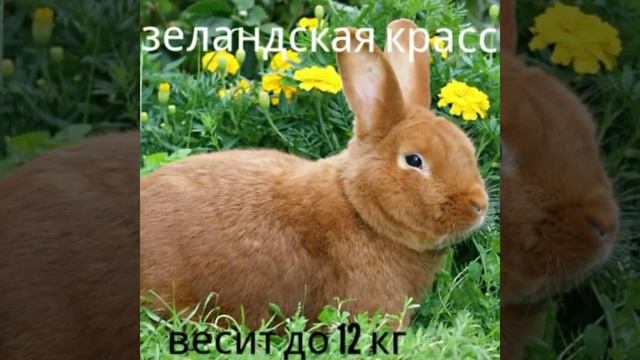 Топ 8 больших кроликов мира смотреть онлайн