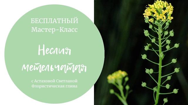 Анонс Неслия метельчатая рапс смотреть онлайн