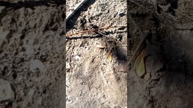 Опарыш словил отпустил.01.06.2022г. смотреть онлайн