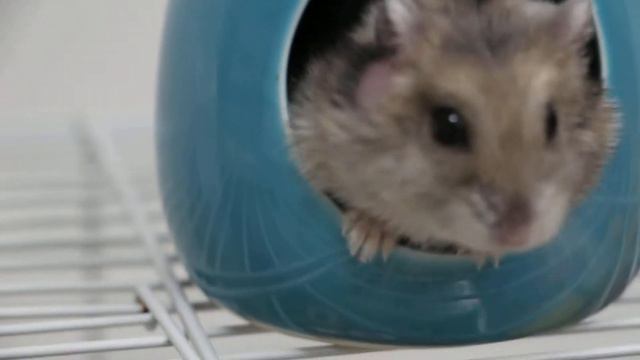 A dwarf hamster has an itchy swelling below the right ear - Part 1 смотреть онлайн