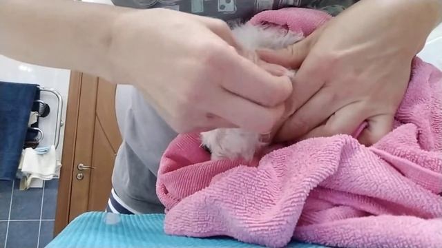 выщипывание шерсти из ушей щенка бишон фризе смотреть онлайн
