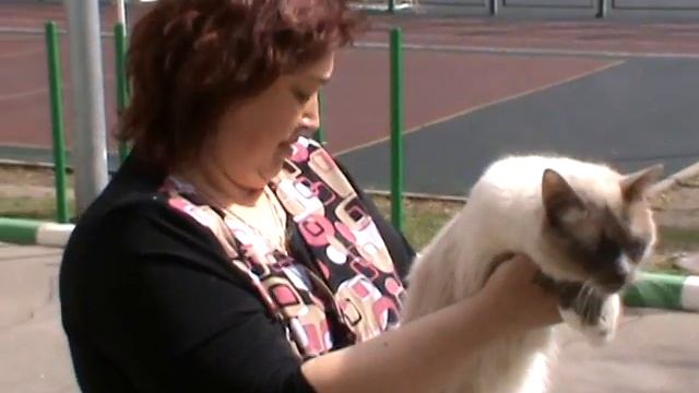 Выставка кошек PCA - бирманский кот смотреть онлайн