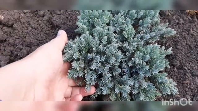 КАК МЫ СДЕЛАЛИ КЛУМБУ С ХВОЙНЫМИ! смотреть онлайн