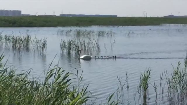 Малый Талдыколь | Лебедь с детьми на водоеме вышел на прогулку. смотреть онлайн