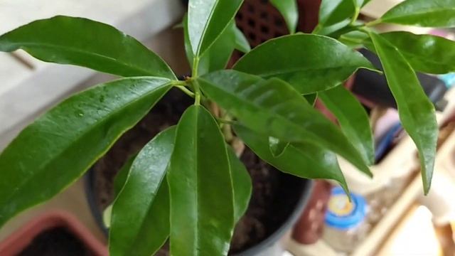 Апельсин Вашингтон от перекупа с авито смотреть онлайн