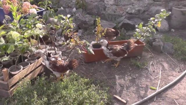 Молодняк орловской ситцевой породы кур смотреть онлайн