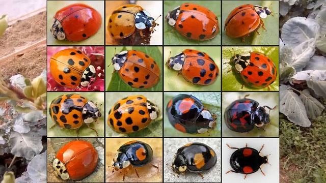 Борьба с тлей Божьи коровки помогают смотреть онлайн