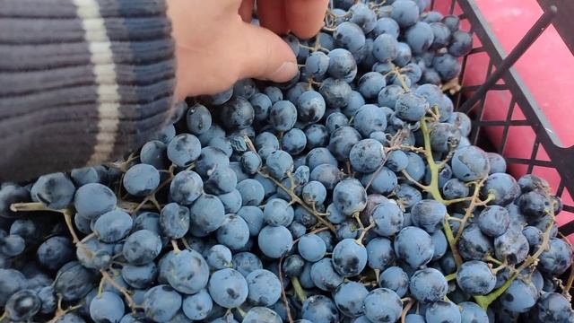 18 ноября 2022 г. Виноград саперави из Грузии!!! который можно купить в Санкт-Петербурге смотреть онлайн