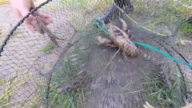 Свой пруд с рыбой и раками. Ловим раков в своём пруду на даче. Пруд на участке своими руками. смотреть онлайн