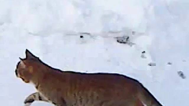 Кошки красивые фото смотреть онлайн