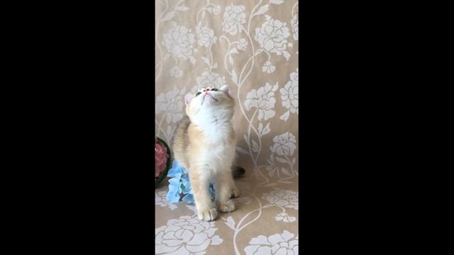 золотая кошка ny25 смотреть онлайн