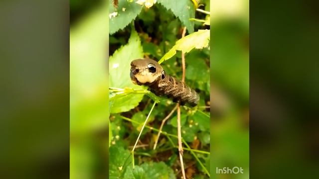 Инопланетная гусеница с четырьмя глазами ? Alien caterpillar with 4 eyes ? смотреть онлайн
