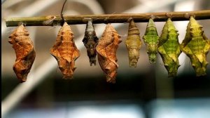 Занятие 20. Какие превращения ждут бабочку.mp4