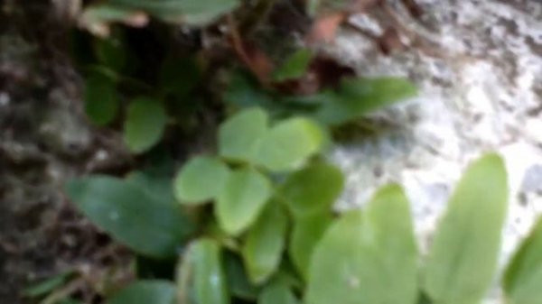 Pteris longifolia (Pteris vittata) felce