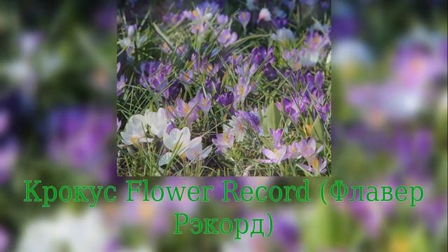 Crocus Flower Record (Крокус Флавер Рэкорд) смотреть онлайн