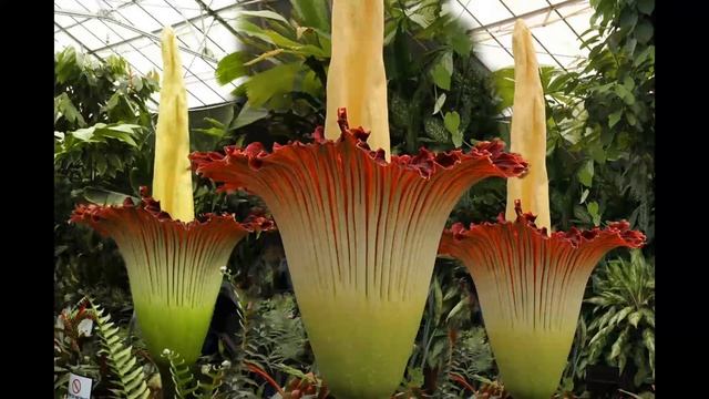 Журнал "Вокруг света " - Неправильный огород смотреть онлайн