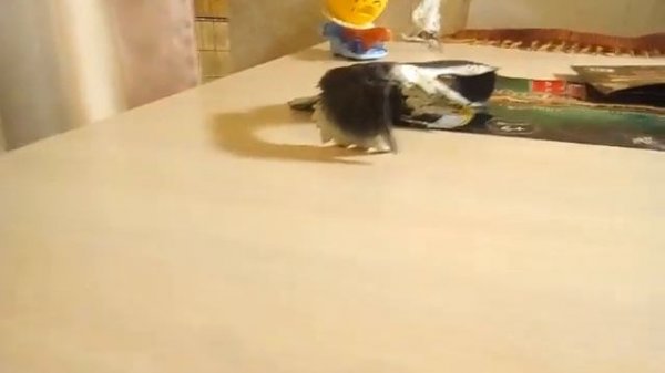 Новая коллекция Big Animal World дикие орлы и птицы