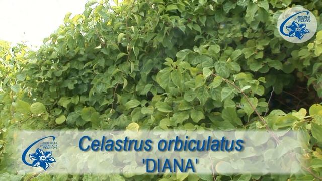 Вьющиеся растения- методы применения и опоры смотреть онлайн