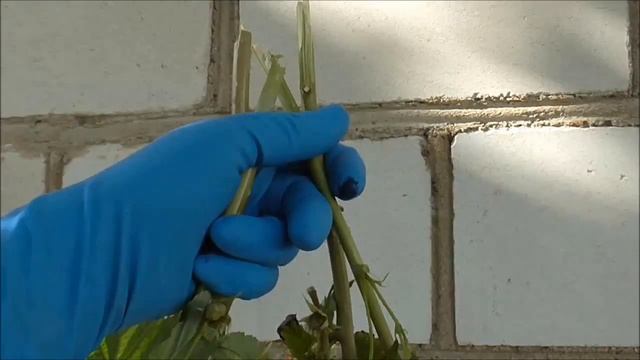 КАРАМЕЛЬКА - сладкий ремонтантный сорт малины от питомника Школьный Сад. смотреть онлайн