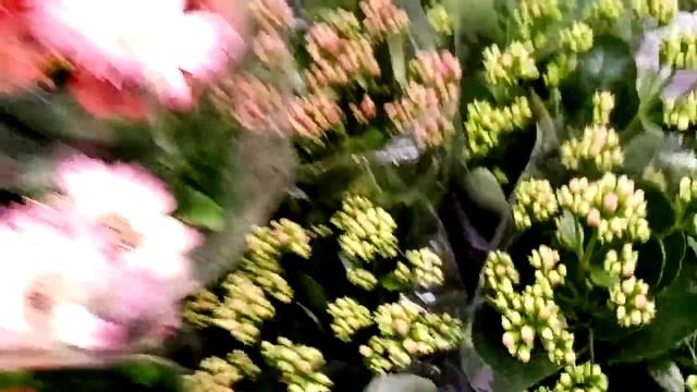 Масса декоративнолиственных. Есть на что посмотреть! смотреть онлайн
