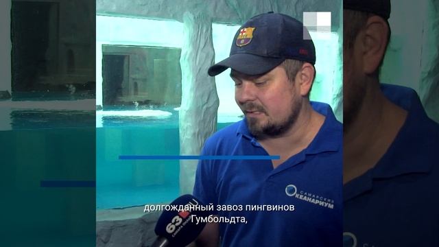 Пингвины Гумбольдта и кубинские крокодилы| 63.RU смотреть онлайн