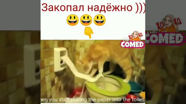 Кошечка когда дерет бумагу💖💖💖💖😂😂😂😂😂 смотреть онлайн
