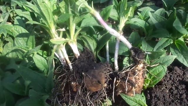 Выращивание топинамбура ( земляной груши) на Урале.  Весеннее отрастание.  Уход