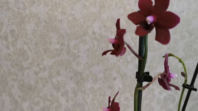 Фаленопсис Черная жемчужина.. 🥰😍 смотреть онлайн