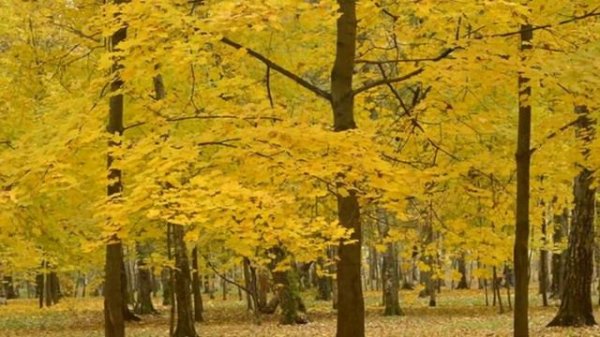 Ирина Богушевская - НЕЖНАЯ ОСЕНЬ