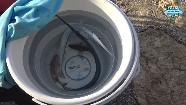 LİMANDA KALAMAR, AHTAPOT ve ZARGANA!! MORDOĞAN LEVREK AVI YARIŞMASI!! Spin Bilgileri ve Söyleşi! смотреть онлайн