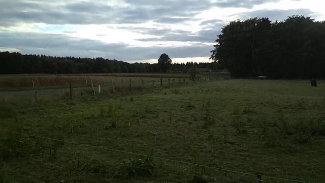 Почему в Германии сохнут хвойные деревья и неприятный запах с полей смотреть онлайн