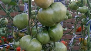 Томат Розовая страсть. Урожайный, мясистый, компактный!